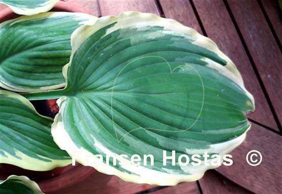Hosta Trendsetter