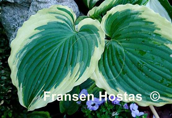 Hosta Trendsetter