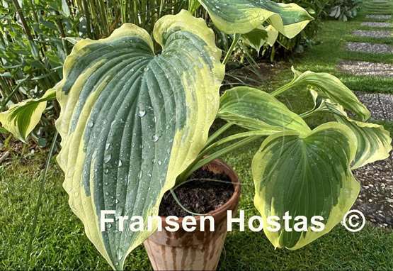 Hosta Trendsetter