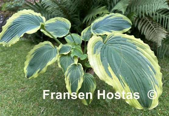 Hosta Trendsetter