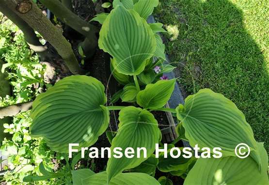Hosta Trendsetter