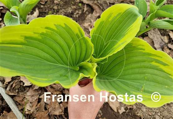 Hosta Trendsetter