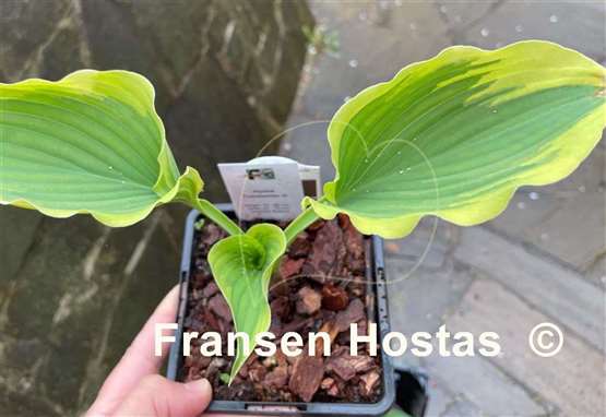 Hosta Trendsetter
