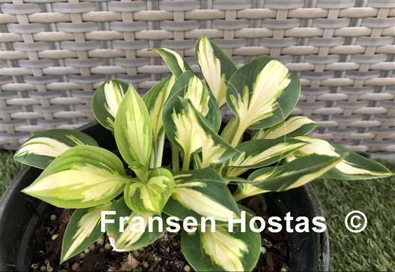 Hosta Trifecta