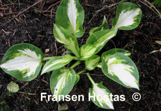 Hosta Trifecta