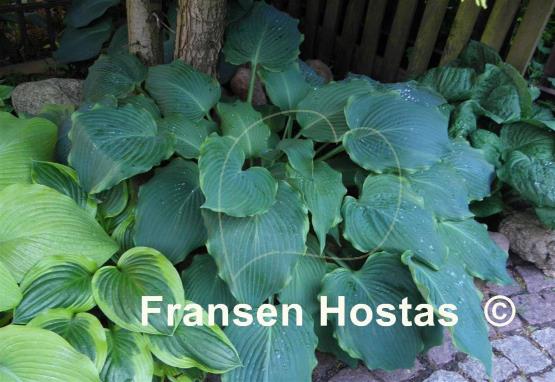 Hosta Triple Ripple