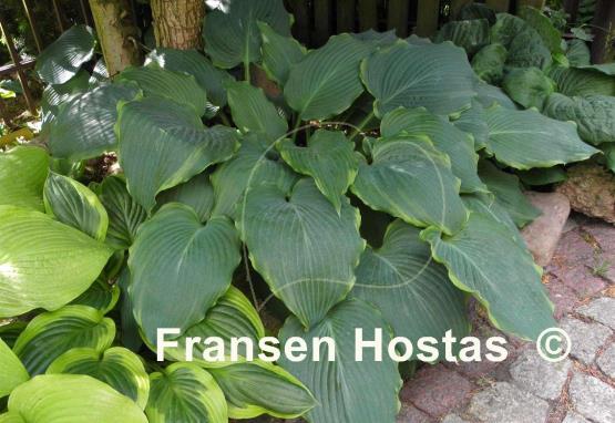 Hosta Triple Ripple