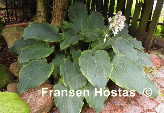 Hosta Triple Ripple