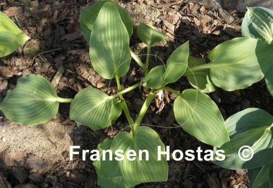 Hosta Triple Ripple
