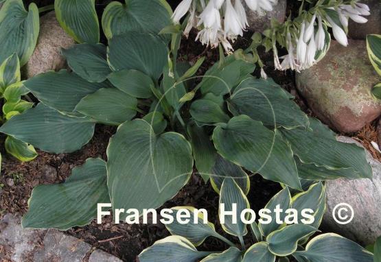 Hosta Triple Ripple
