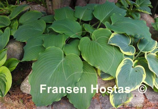 Hosta Triple Ripple