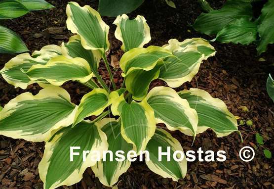 Hosta Tropical Dancer