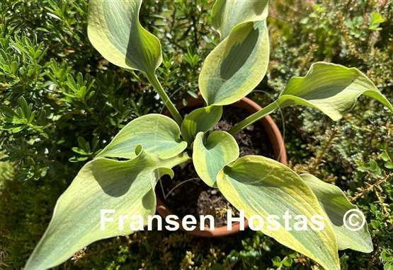 Hosta Tropical Star
