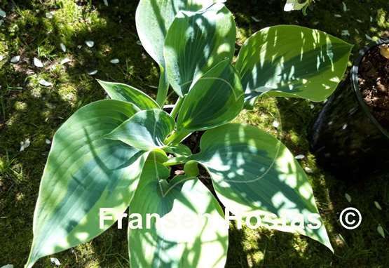 Hosta Tropical Star