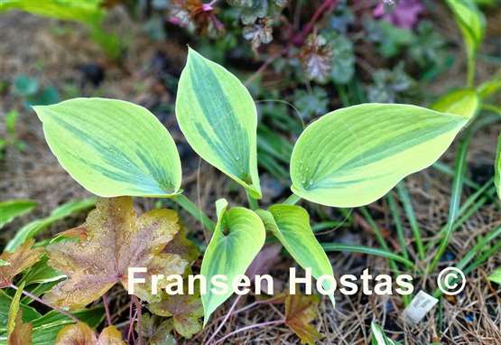 Hosta Tropical Star