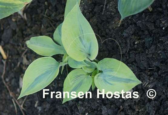 Hosta Tropical Star