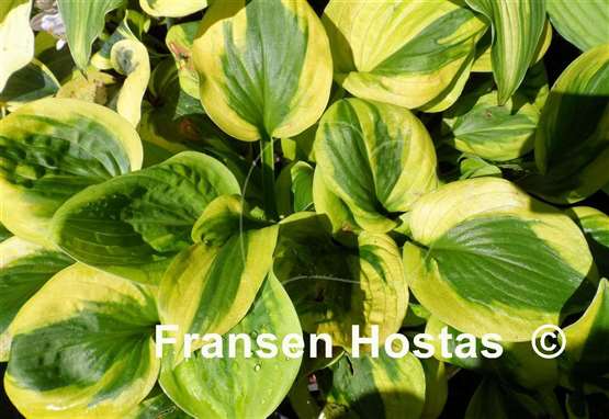 Hosta Tropical Storm