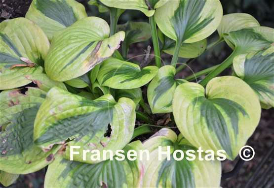 Hosta Tropical Storm