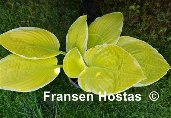 Hosta Tropical Sunrise