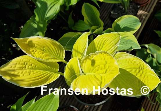 Hosta Tropical Sunrise