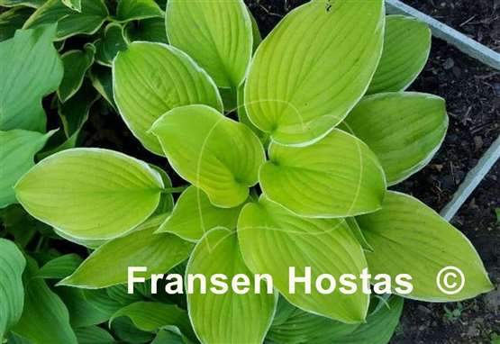 Hosta Tropical Sunrise