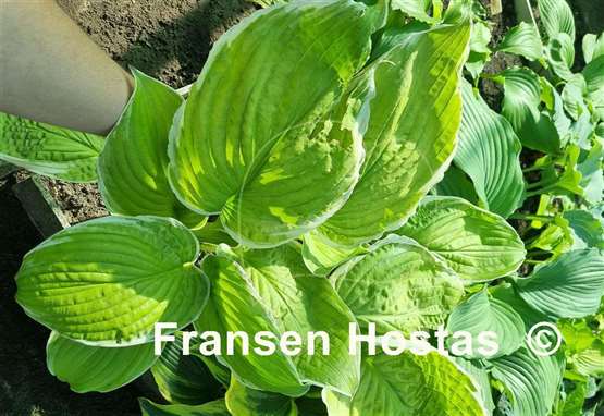 Hosta Tropical Sunrise