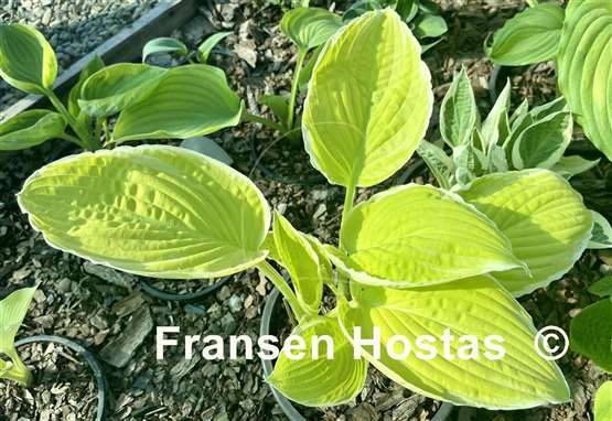 Hosta Tropical Sunrise