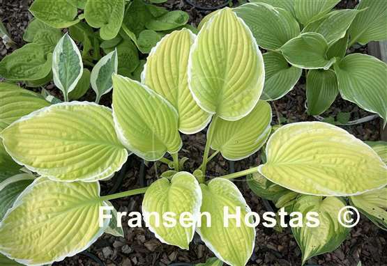 Hosta Tropical Sunrise