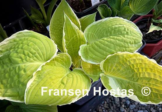 Hosta Tropical Sunrise