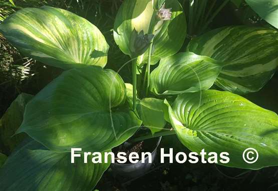 Hosta Tom's Tropical Thunder