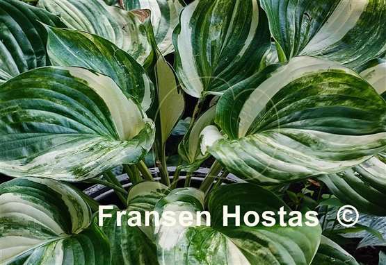 Hosta Tom's Tropical Thunder