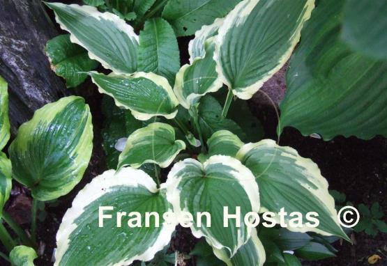 Hosta Tropical Dancer