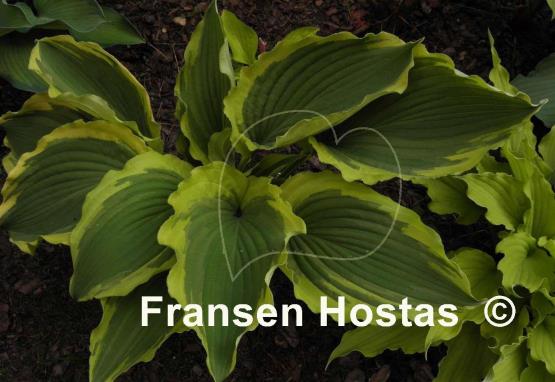 Hosta Tropical Dancer