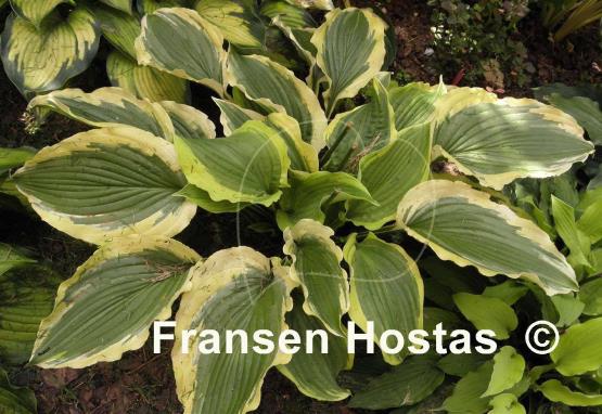 Hosta Tropical Dancer