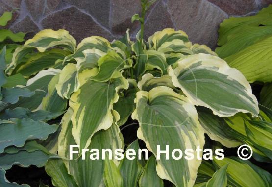 Hosta Tropical Dancer