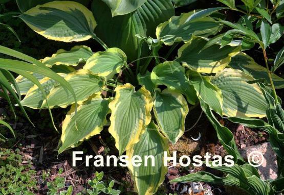 Hosta Tropical Dancer