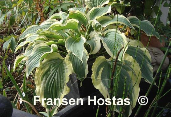 Hosta Tropical Dancer