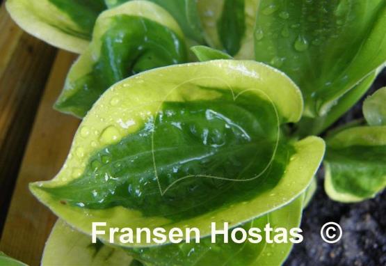 Hosta Tropical Storm