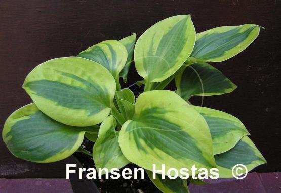 Hosta Tropical Storm