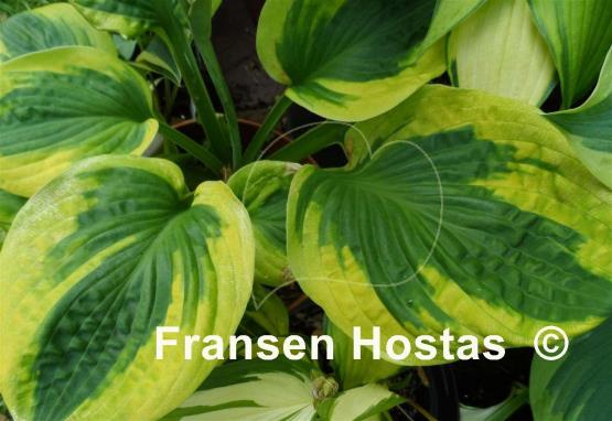 Hosta Tropical Storm