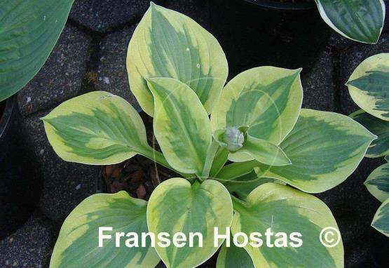 Hosta Tropical Storm