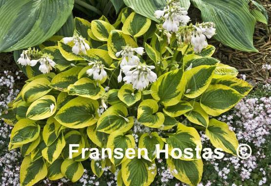 Hosta Tropical Storm