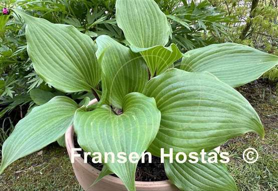 Hosta True Treasure
