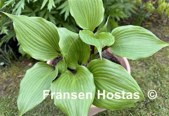 Hosta True Treasure