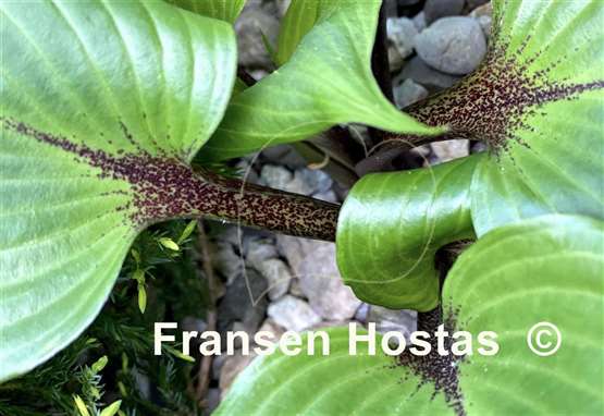 Hosta True Treasure