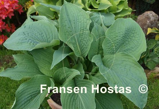 Hosta True Blue
