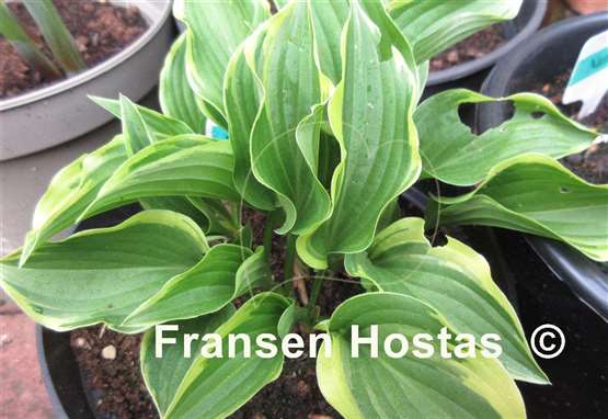 Hosta Tsugaru Komachi