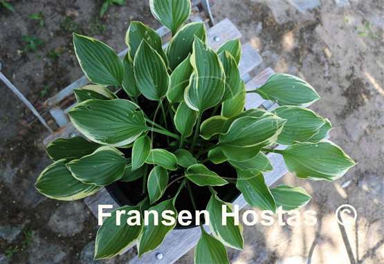 Hosta Tsugaru Komachi