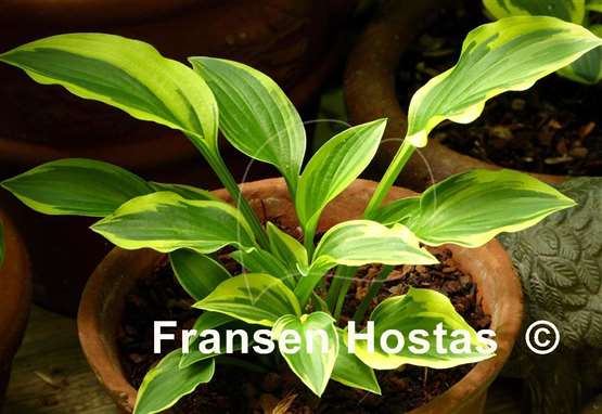 Hosta Tsugaru Komachi