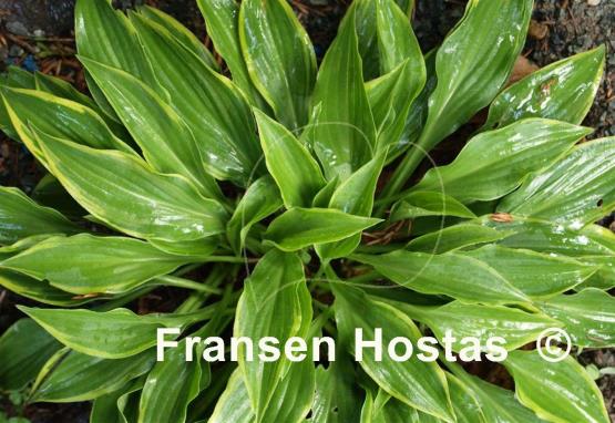 Hosta Tsugaru Komachi Fukurin